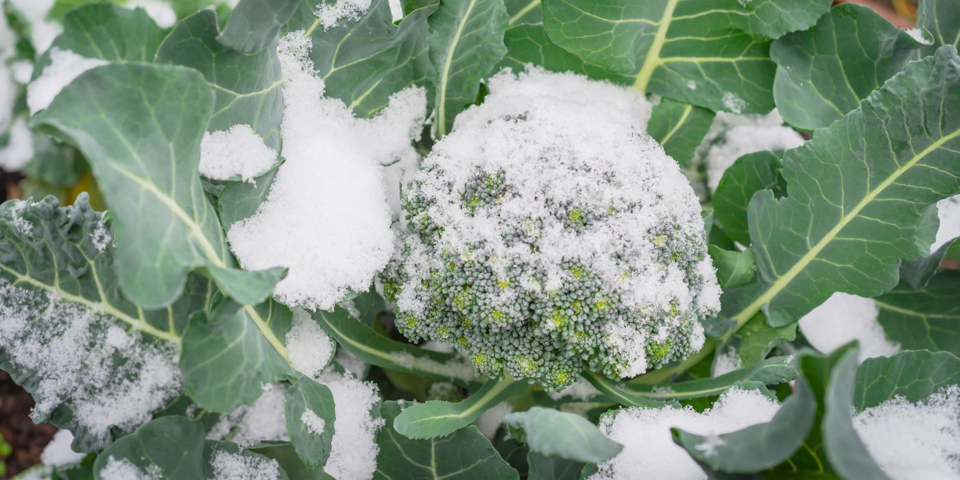 Grow 6 Winter Crops to Eat Fresh Food All Season