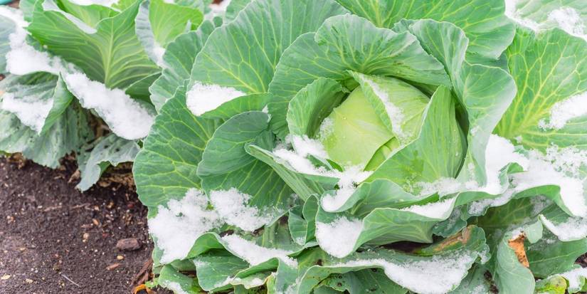 8 Fall Vegetables to Grow for Your Thanksgiving Feast