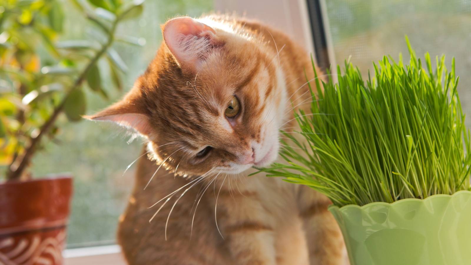 Gallery Detail: Learn How To Grow Cat Grass In 4 Steps