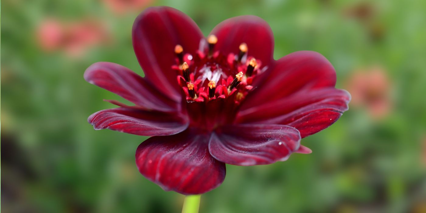 Create a Peaceful Oasis with Night-Blooming Houseplants