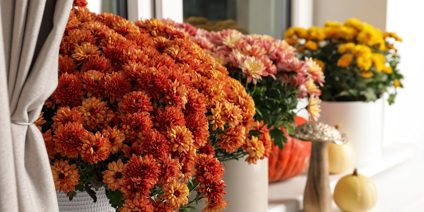 Garden Symmetry: Stunning Round Flowers to Elevate Your Landscape