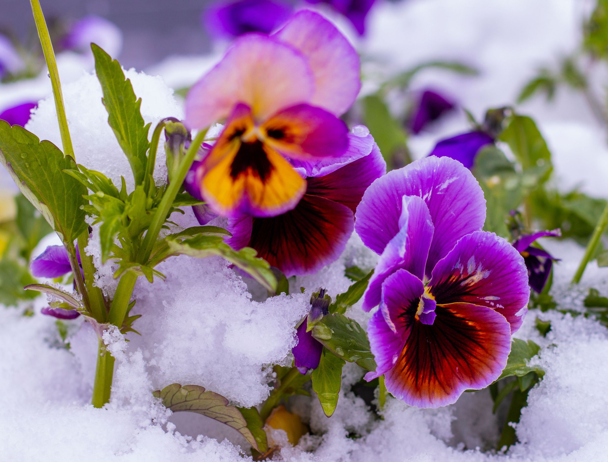 Which Flowers Don't Die in Winter?, image size:2500x1900