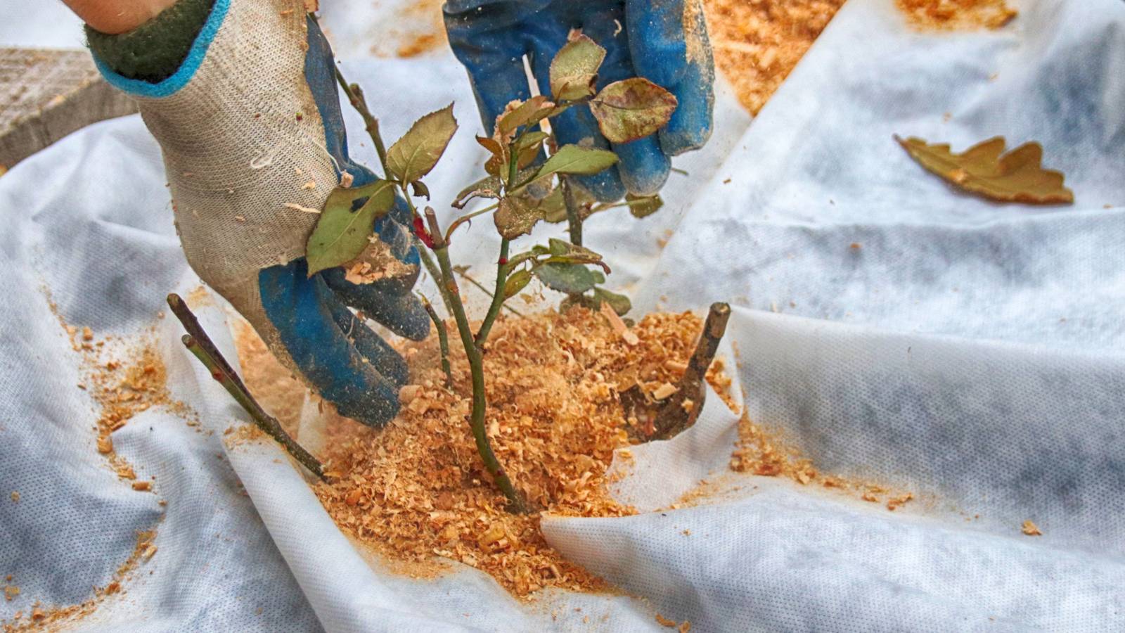 Expert Winter Gardening Tips For Cold Weather Growing