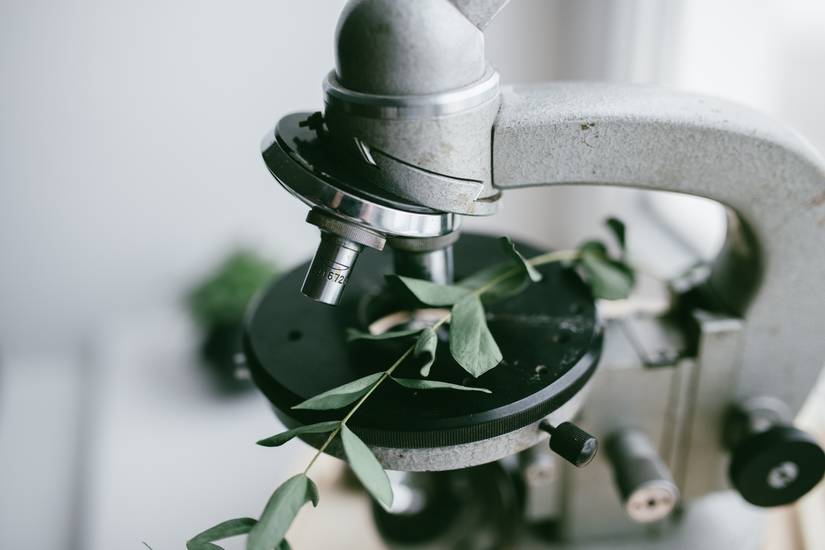 Botanical Evidence Examples Flora Forensics: 3 Intriguing Instances of Plants Unraveling Mysteries
