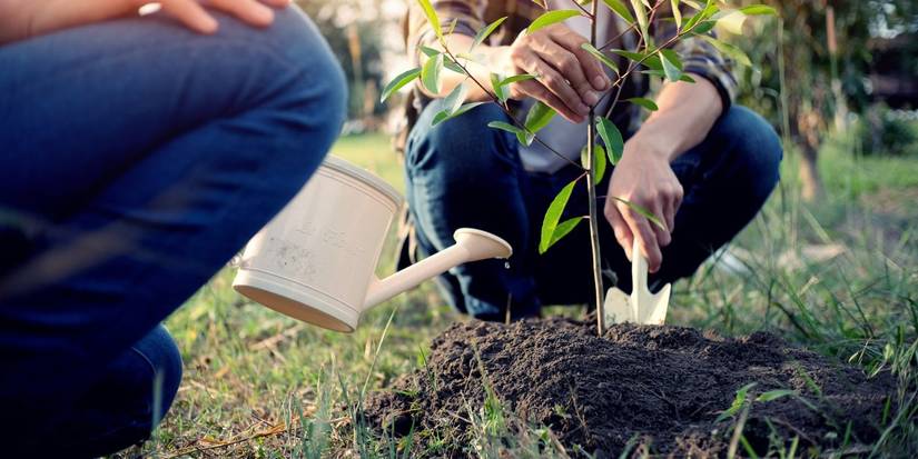 Tips for Cultivating Your Personal Sacred Grove