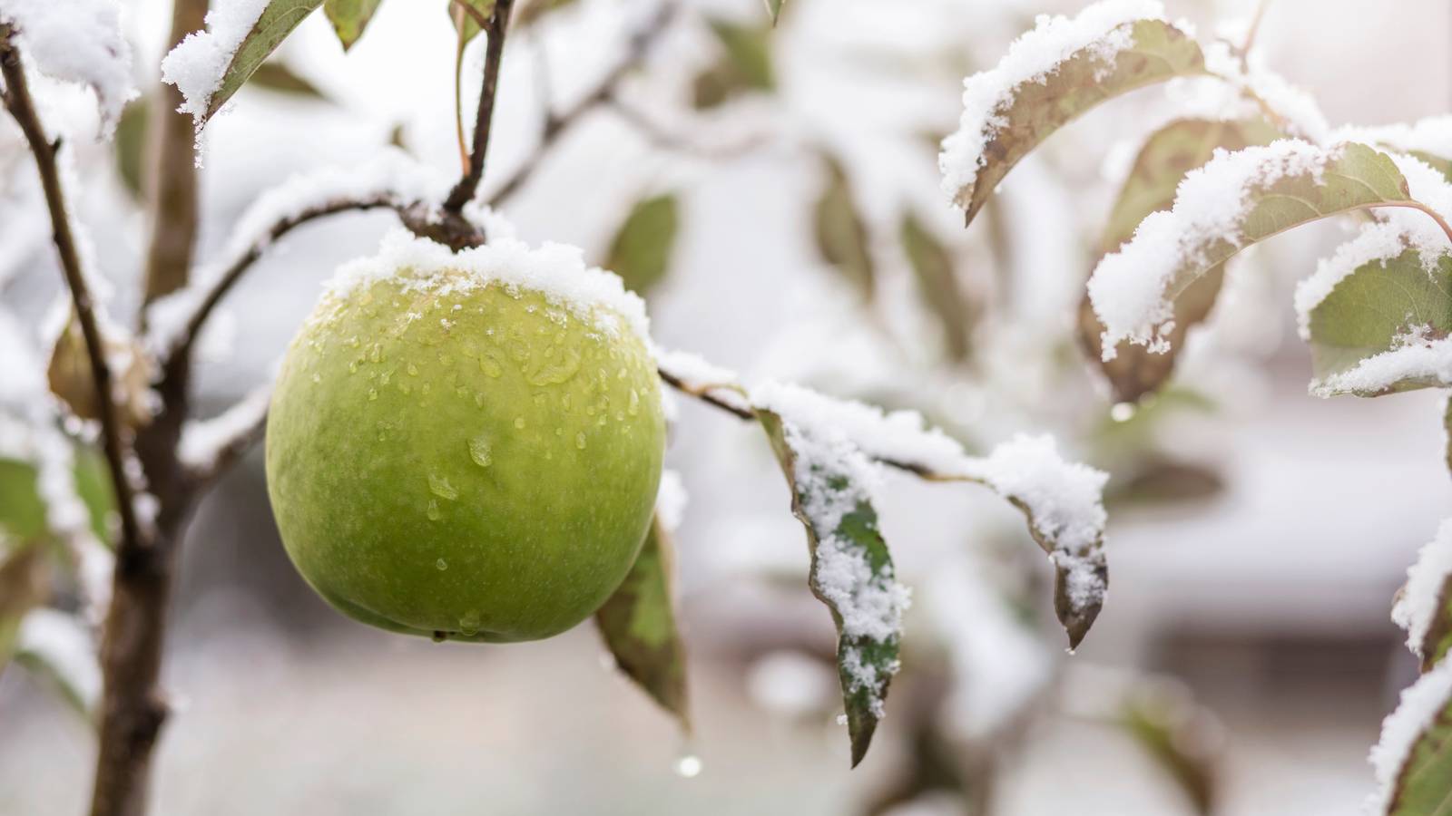 Tree Box Winterizing Frost-Proof Gardens: The Essential Guide to Winterizing Your Green Space