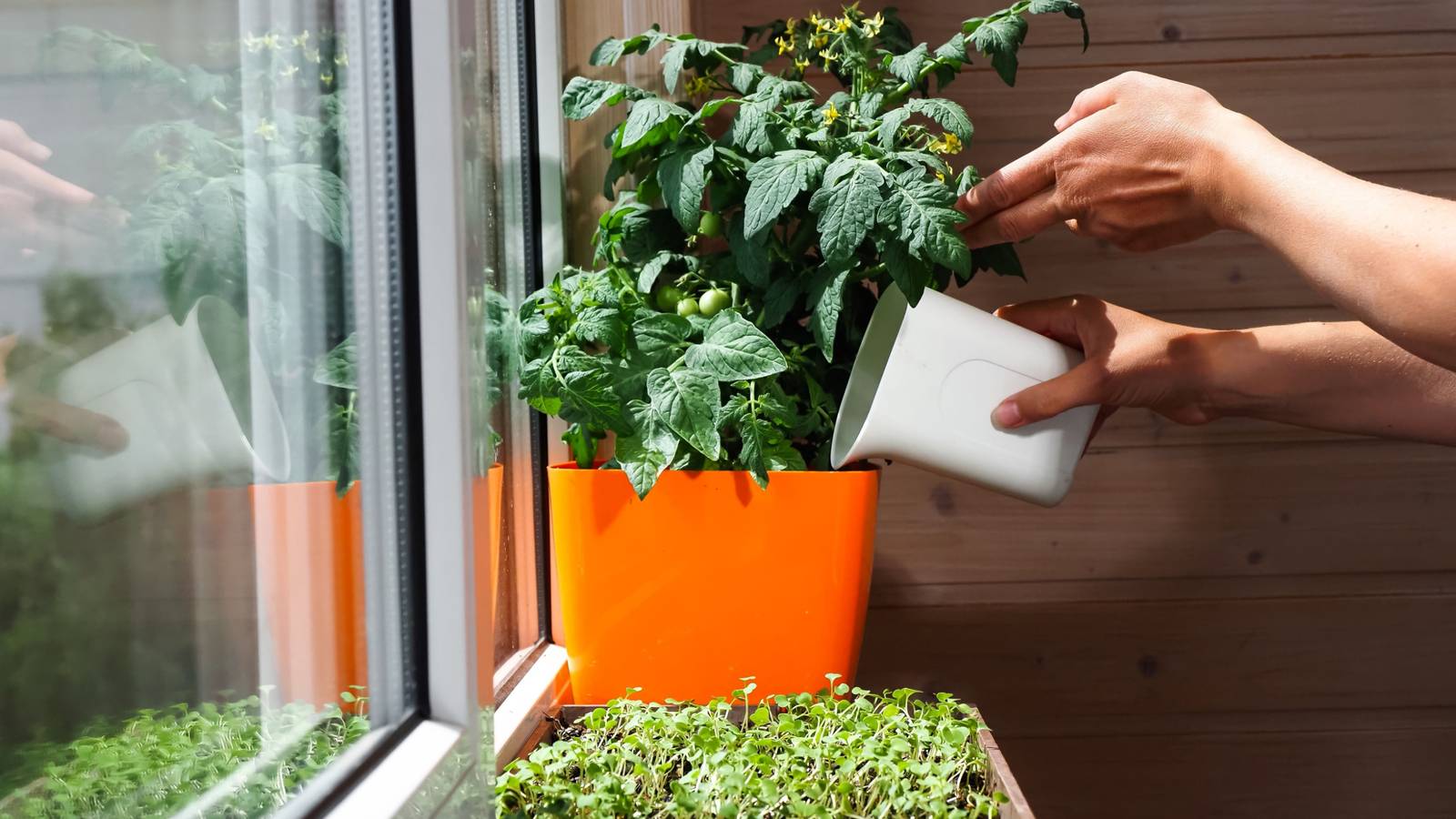 fish tank water for plants WaterPlants