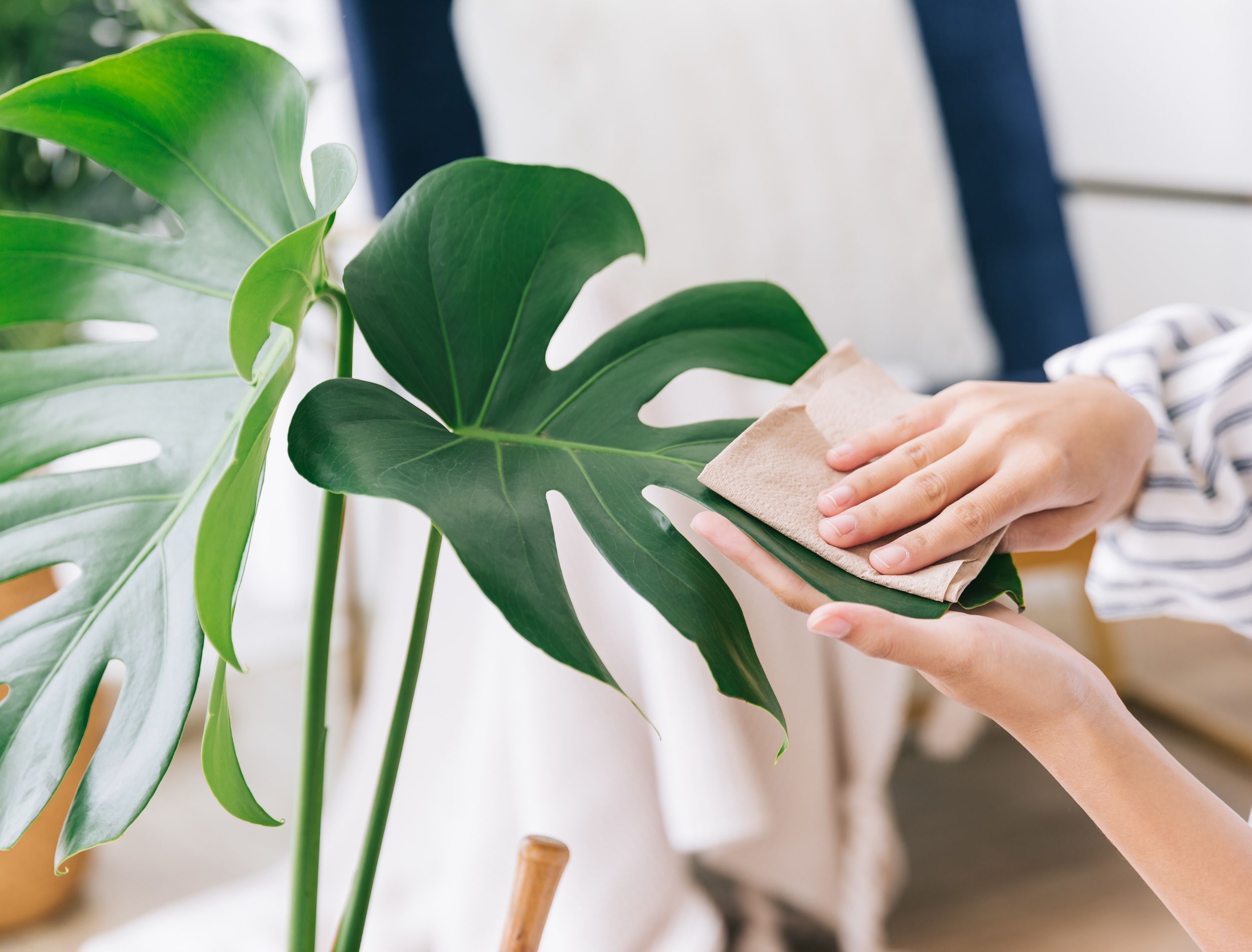 philodendron mamei vs plowmanii Philodendron mamei 'Silver Cloud' – Blossom + Branch Houseplants main image 0