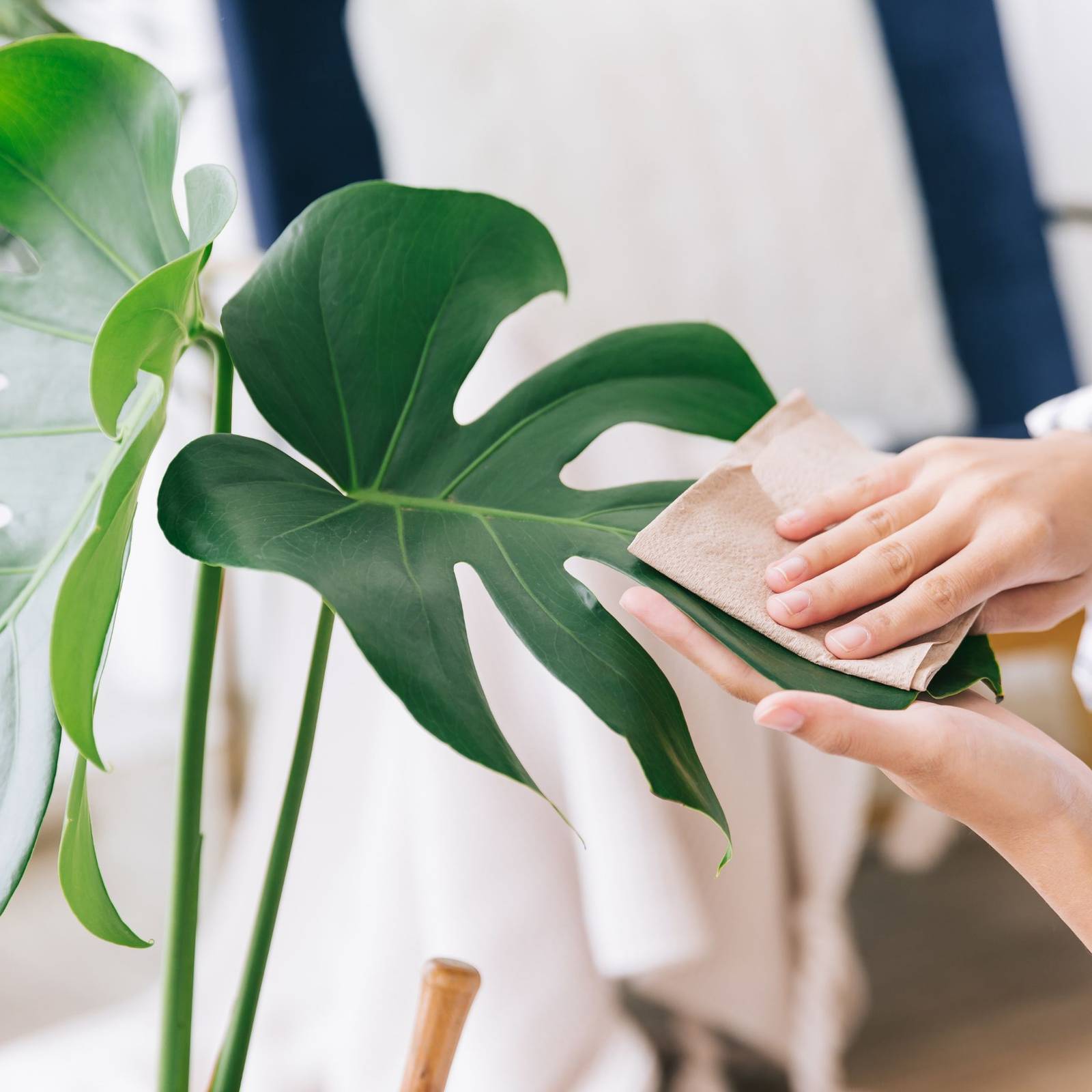 monstera burle marx flame pflege Monstera Burle Marx Flamme | Pflanzen online kaufen main image 1