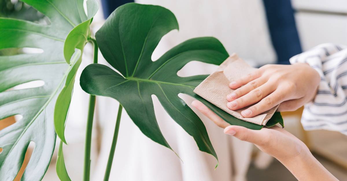How to Clean Your Monstera Plant Foliage