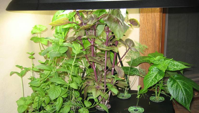 can plants grow under led light GLOWRIUM®20W Grow Light Full Spectrum LED Floor Plant Light for Indoor –  Glowrium main image 1