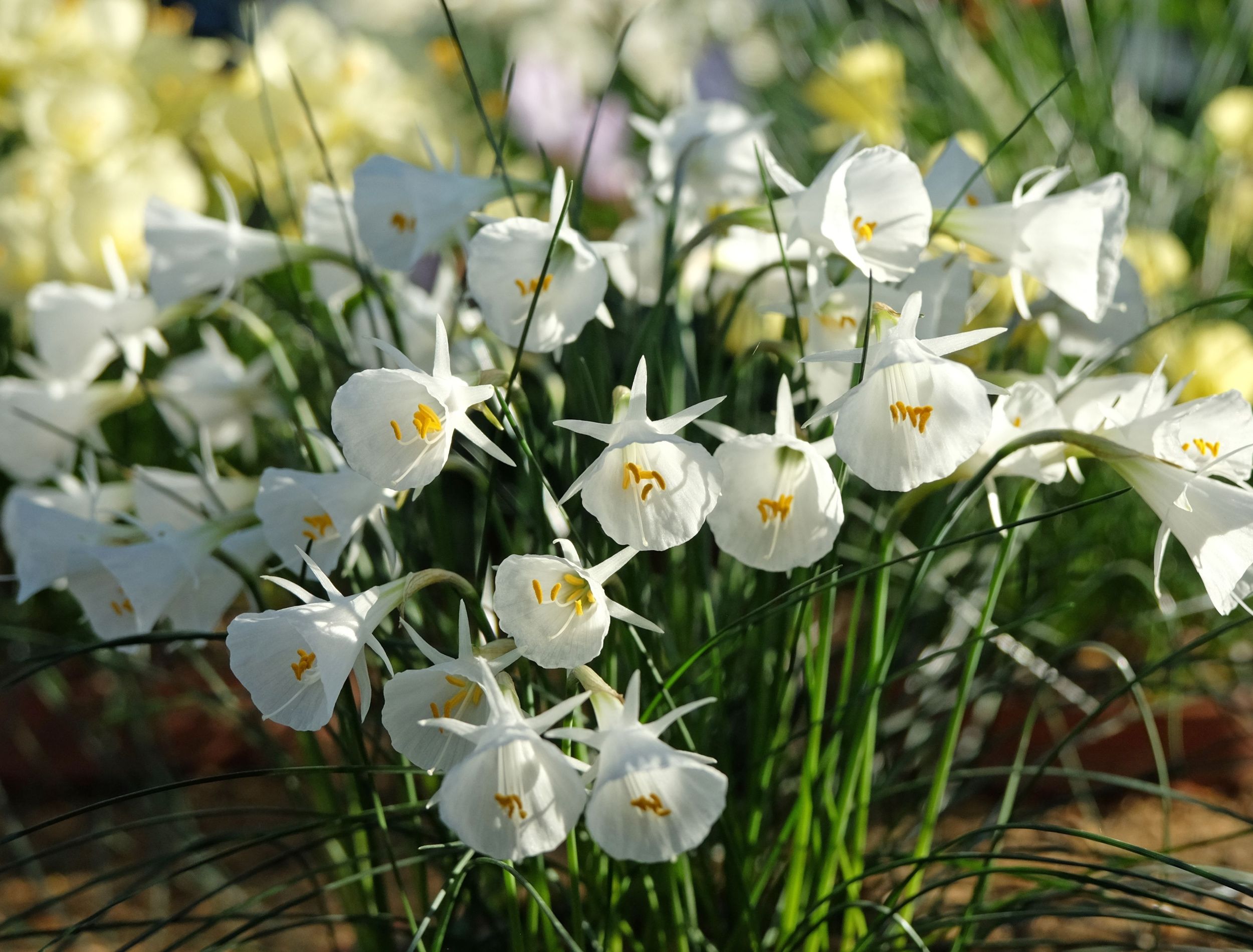 hoop-petticoat-daffodil.jpg?w=