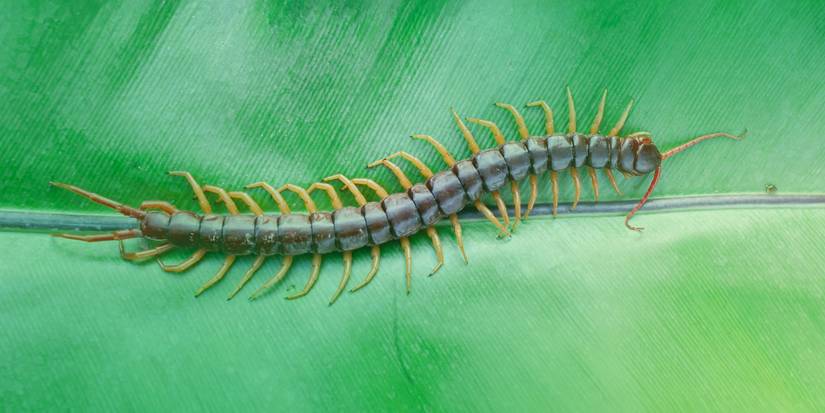 Winter Home Invasion: Guarding Against Common Garden Pests