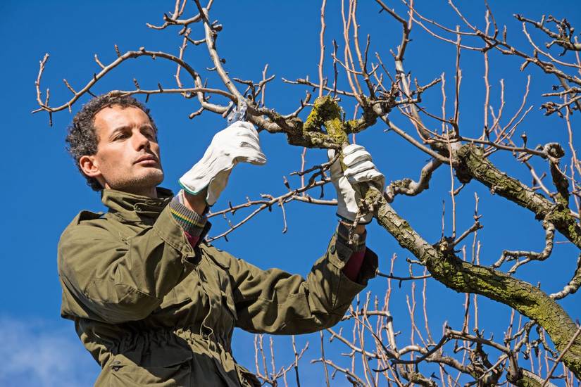 When is the Best Time to Prune Apple Trees in the Midwest: Seasonal ...