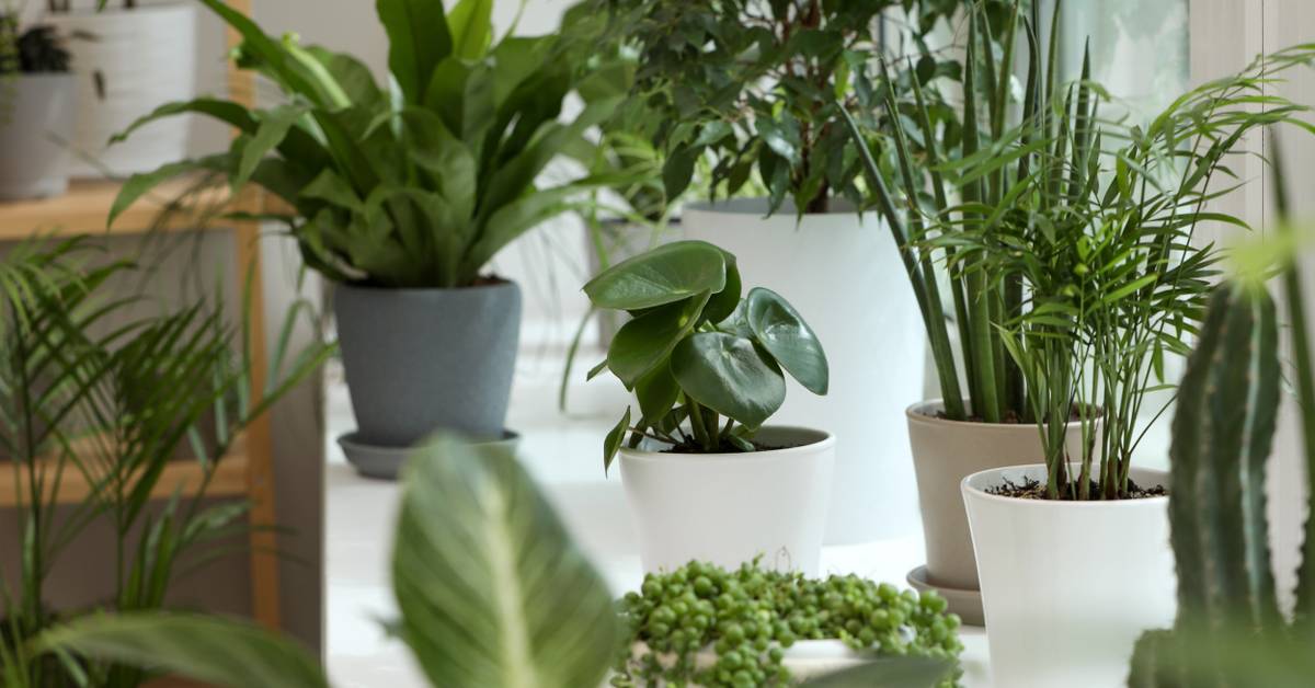 Add Low Light Indoor Trees and Large Plants to Your Home