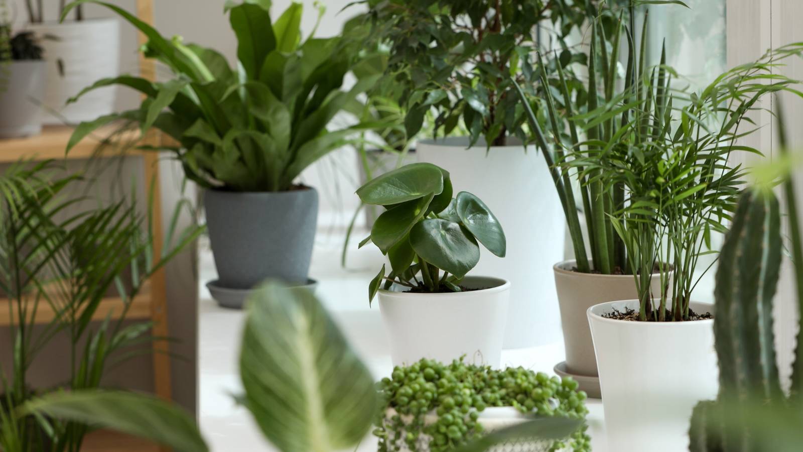 ceramic white planter Lucy Planter main image 0