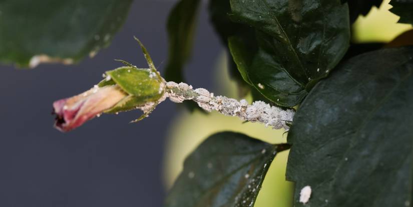 5 Common Insects You Can Get Rid of with Natural Pest Control