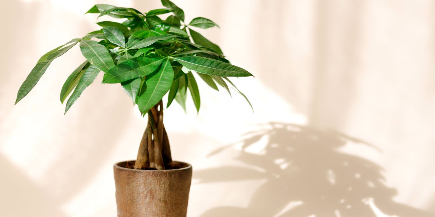 Top Luck Trees to Boost Your Home’s Energy and Prosperity