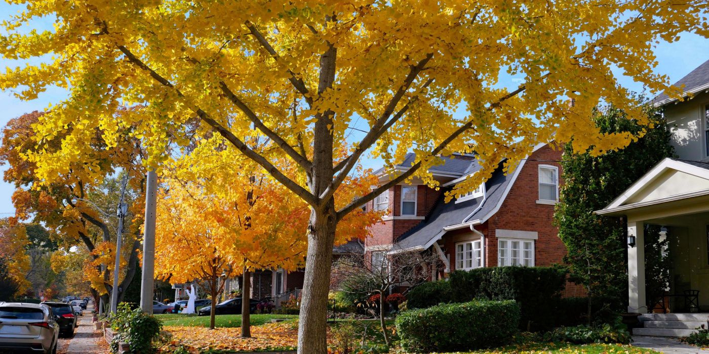 Top Trees That Cause Spring Lawn Litter and How to Manage It
