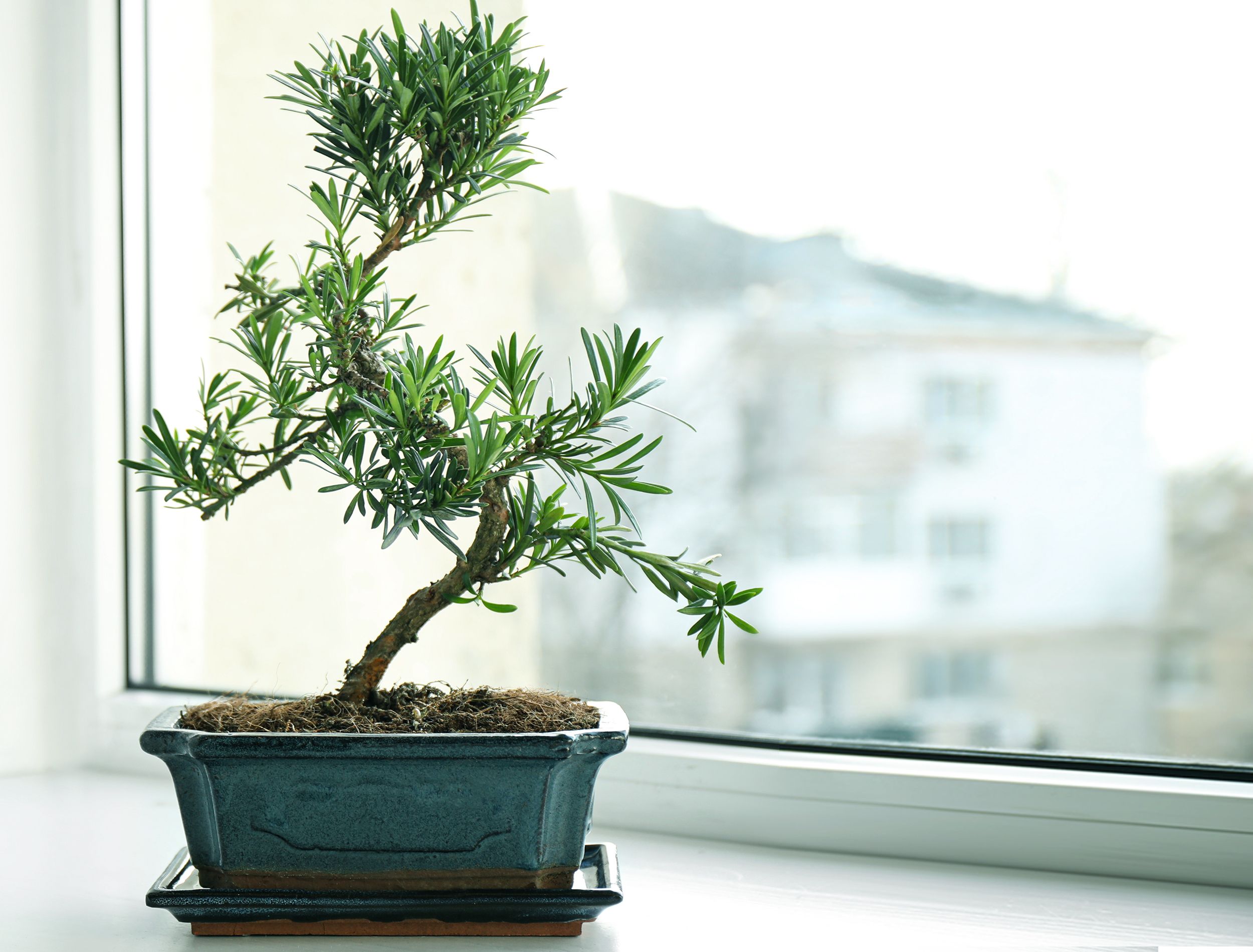 Winter Gardening with Bonsai Trees: Protecting Your Plants
