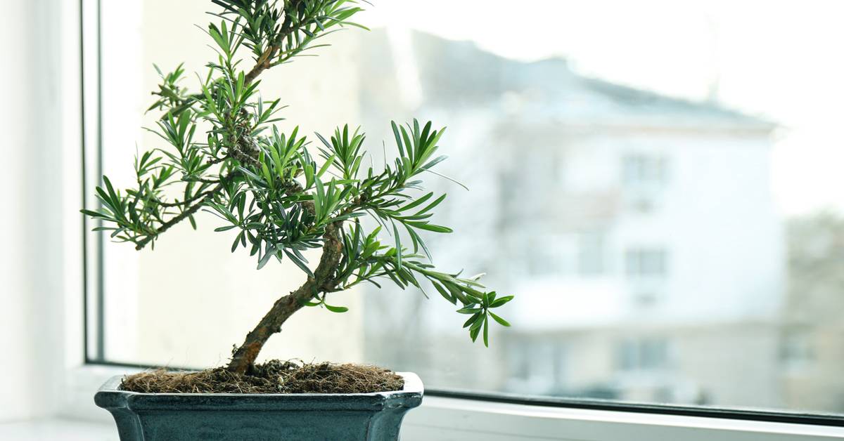 juniperus horizontalis bonsai 34 Year Old Juniper Specimen Bonsai Tree main image 1