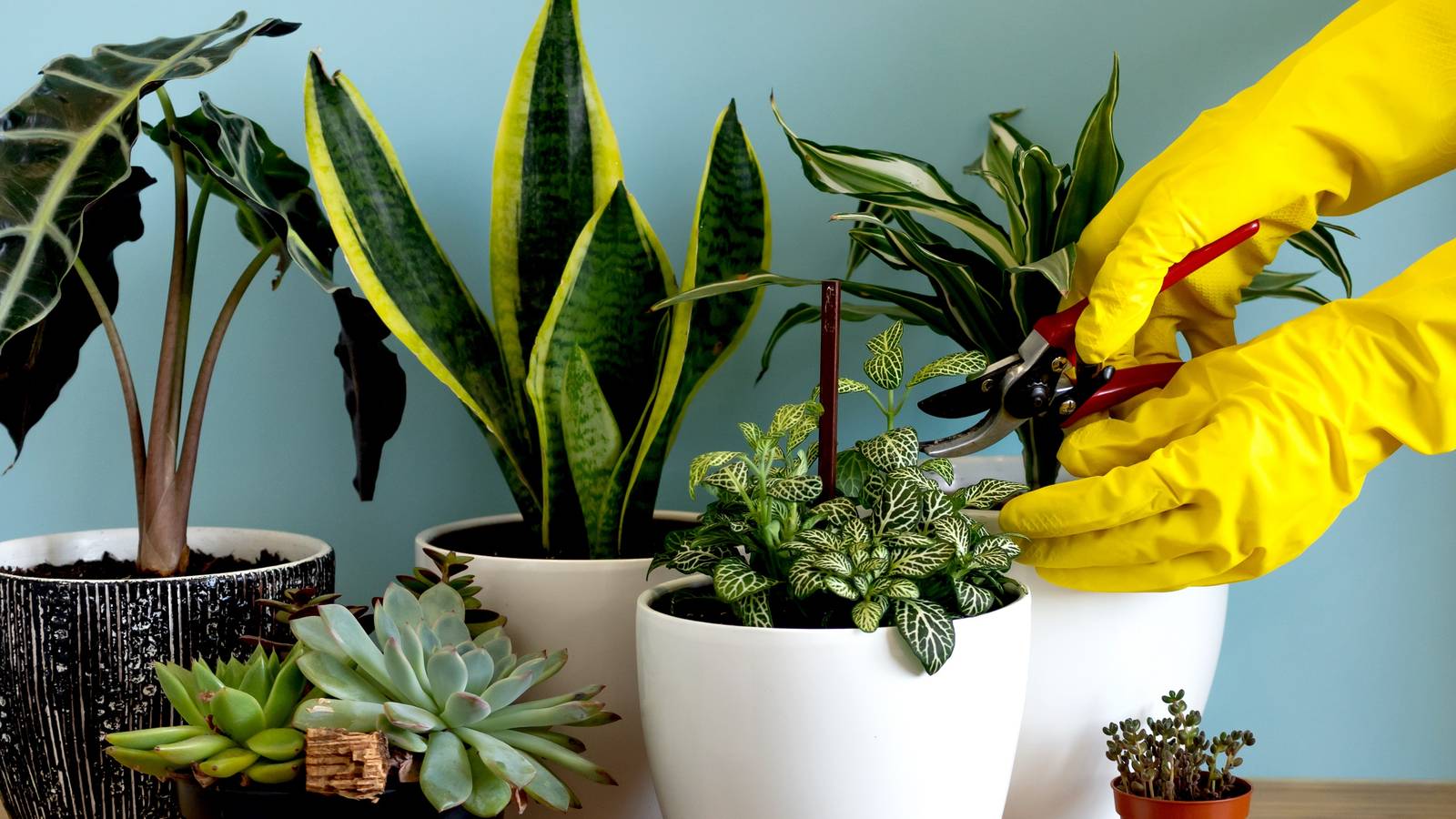 Place Snake Plant With Other Houseplants It Loves