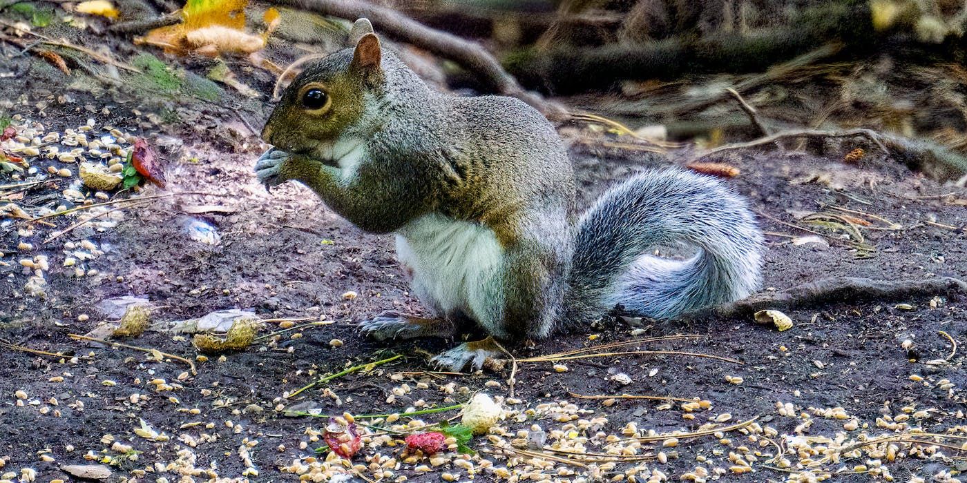 Harnessing the Benefits of Squirrels in Your Yard