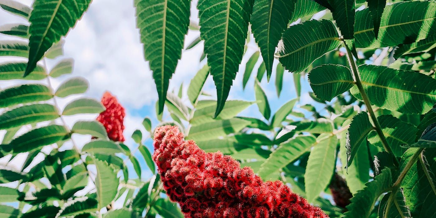 Why Sumac is the Must-Have Plant For a Vibrant and Resilient Yard