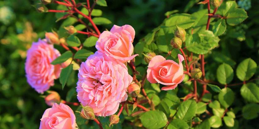 Grow 5 of the Luckiest Flowers for Good Luck and Prosperity