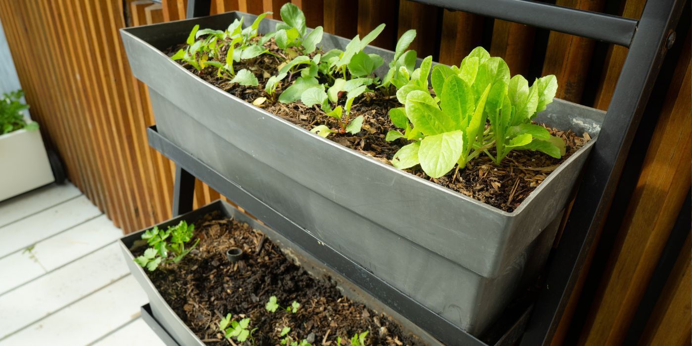 No Backyard? Create a Thriving Container Vegetable Garden Anywhere!