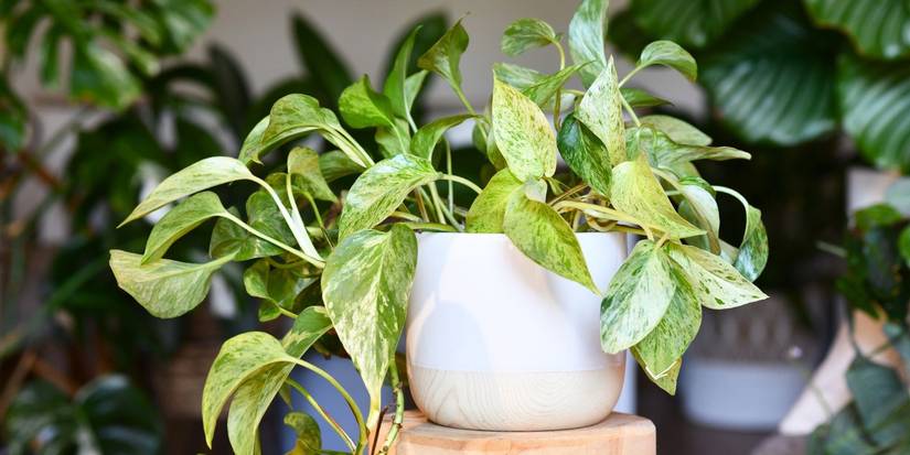 Houseplant Trends: The 5 Best Trailing Plants to Elevate Your Indoor Space