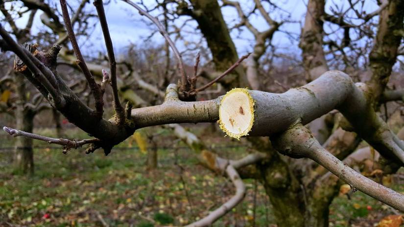 When is the Best Time to Prune Apple Trees in the Midwest: Seasonal ...