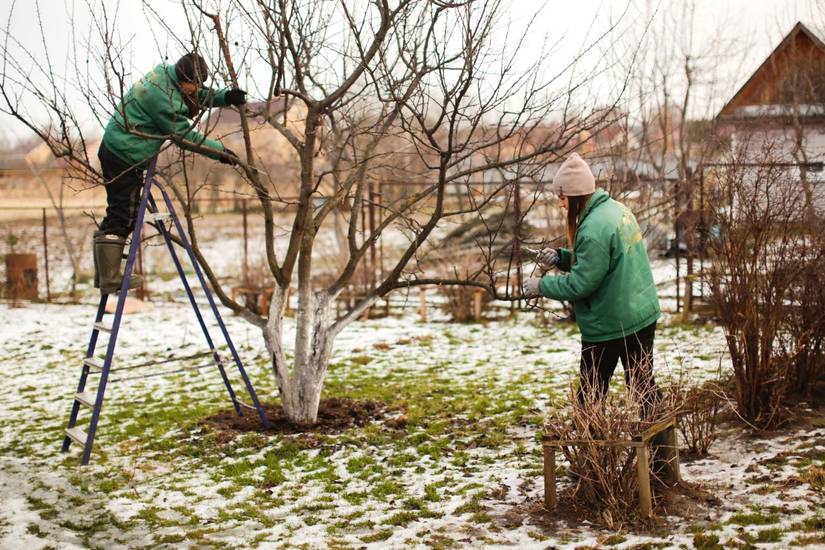 When is the Best Time to Prune Apple Trees in the Midwest: Seasonal ...