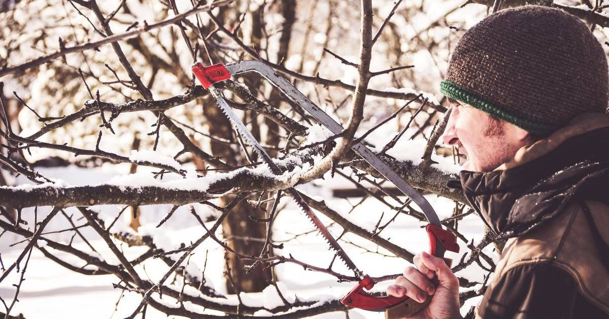 When is the Best Time to Prune Apple Trees in the Midwest: Seasonal ...