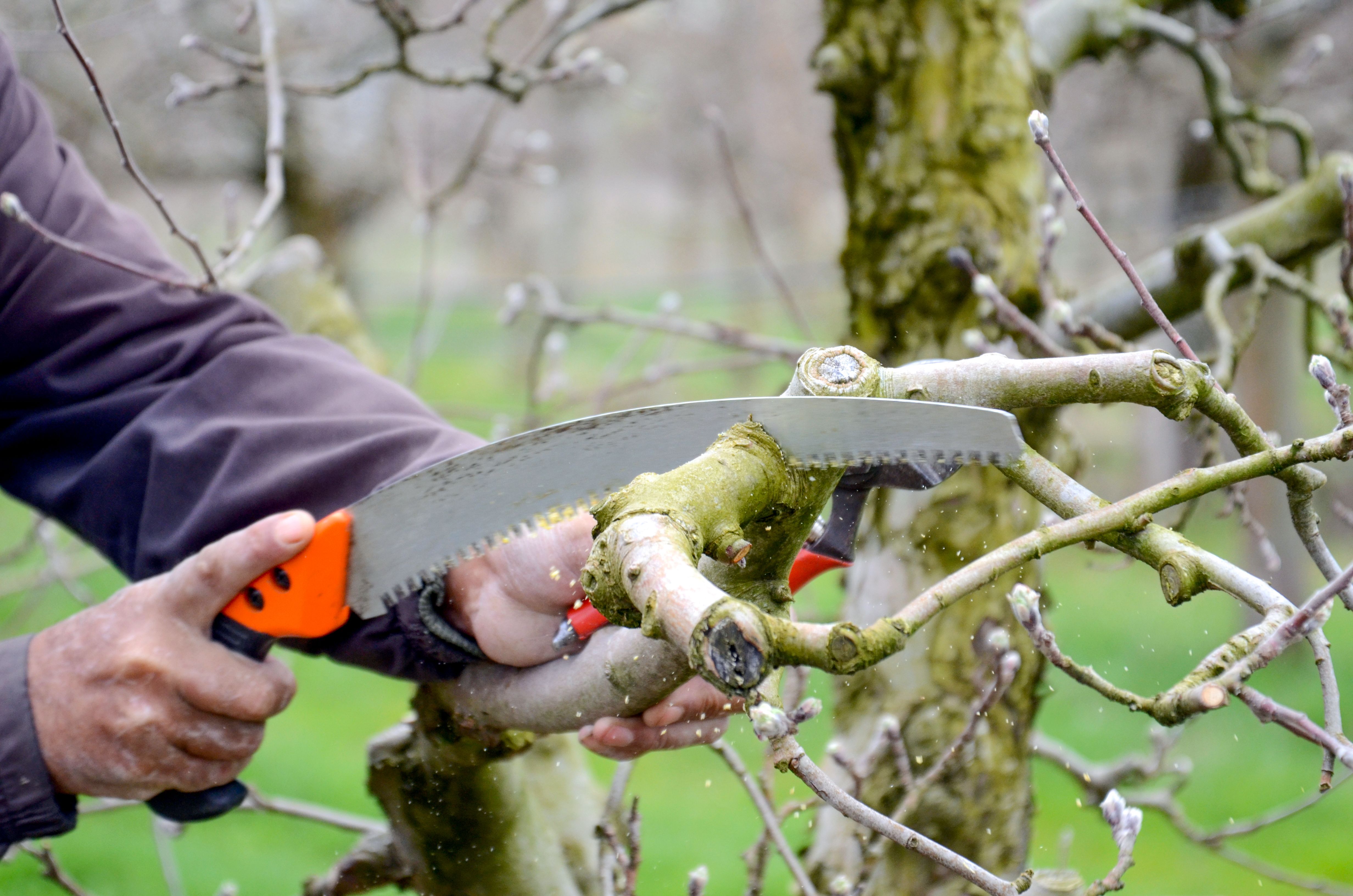 When is the Best Time to Prune Apple Trees in the Midwest: Seasonal ...