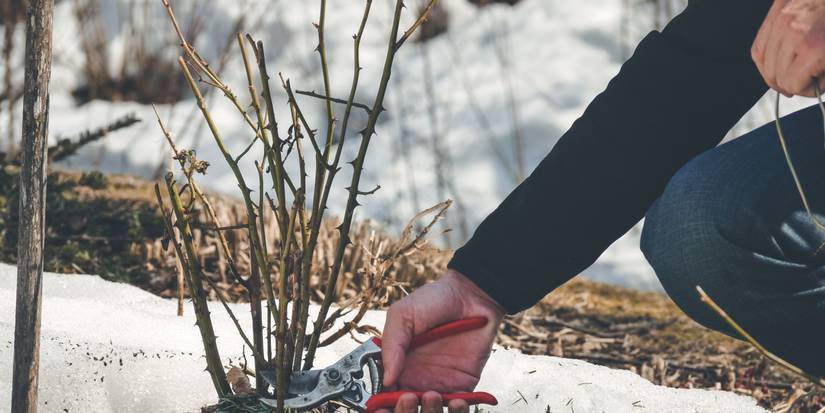 Keep Winter Trees and Shrubs Healthy With Pruning Tips