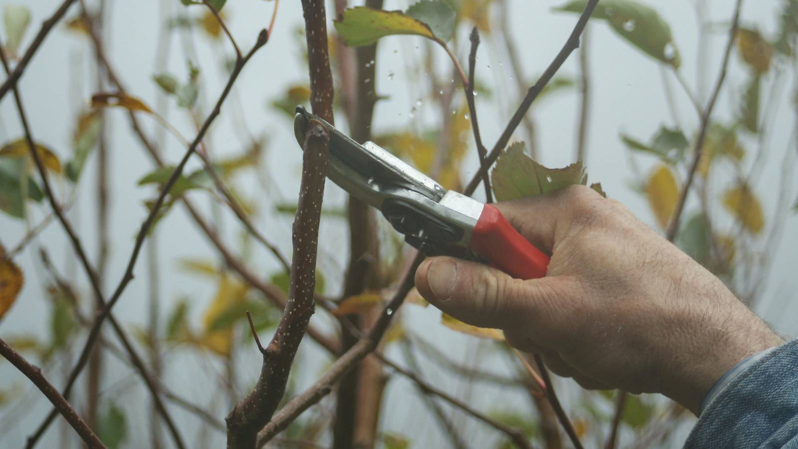 Winter Pruning Techniques For Healthier Plants 