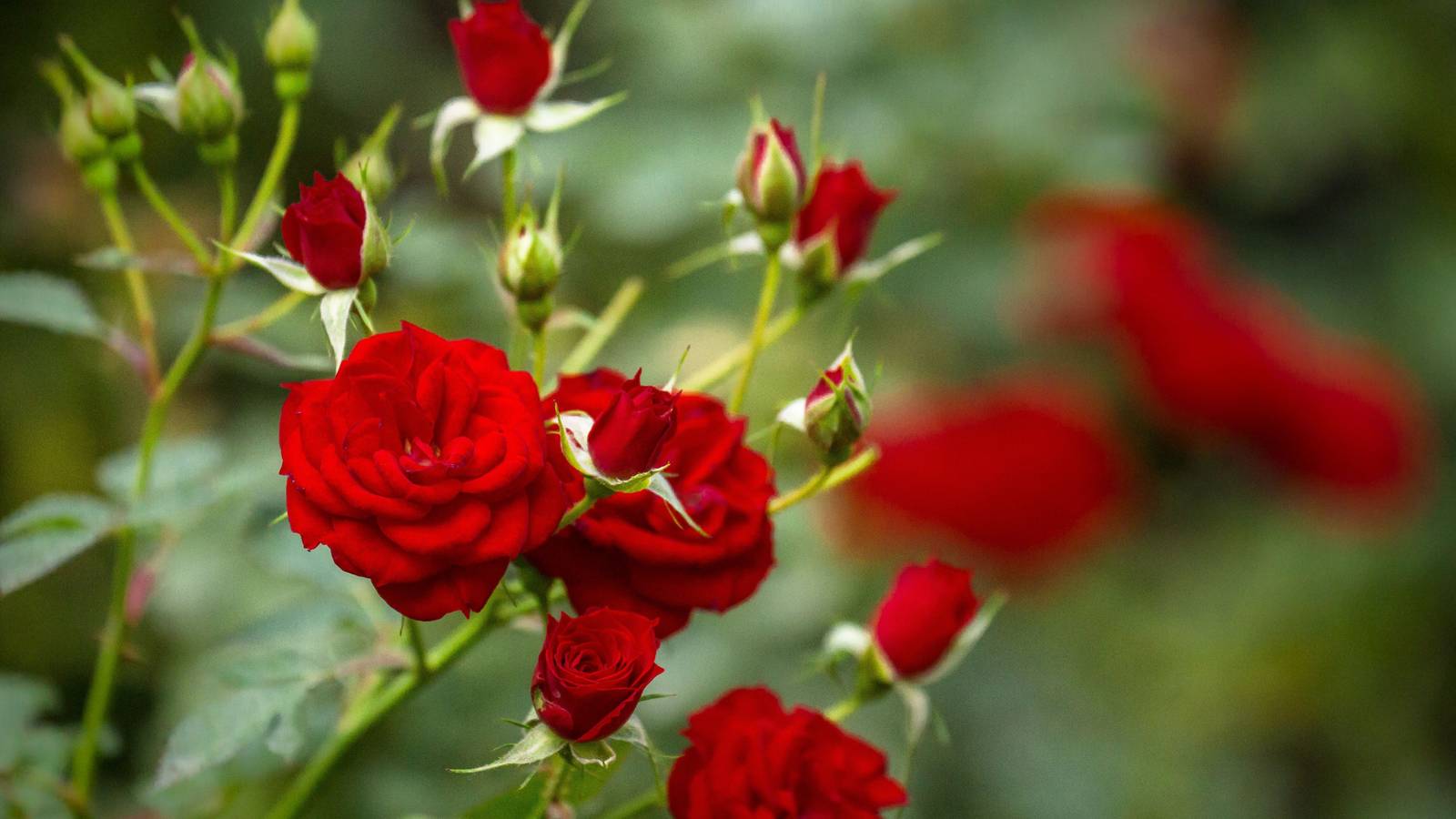 Red Flowers Your Outdoor Garden Needs ASAP, image size:1600x900