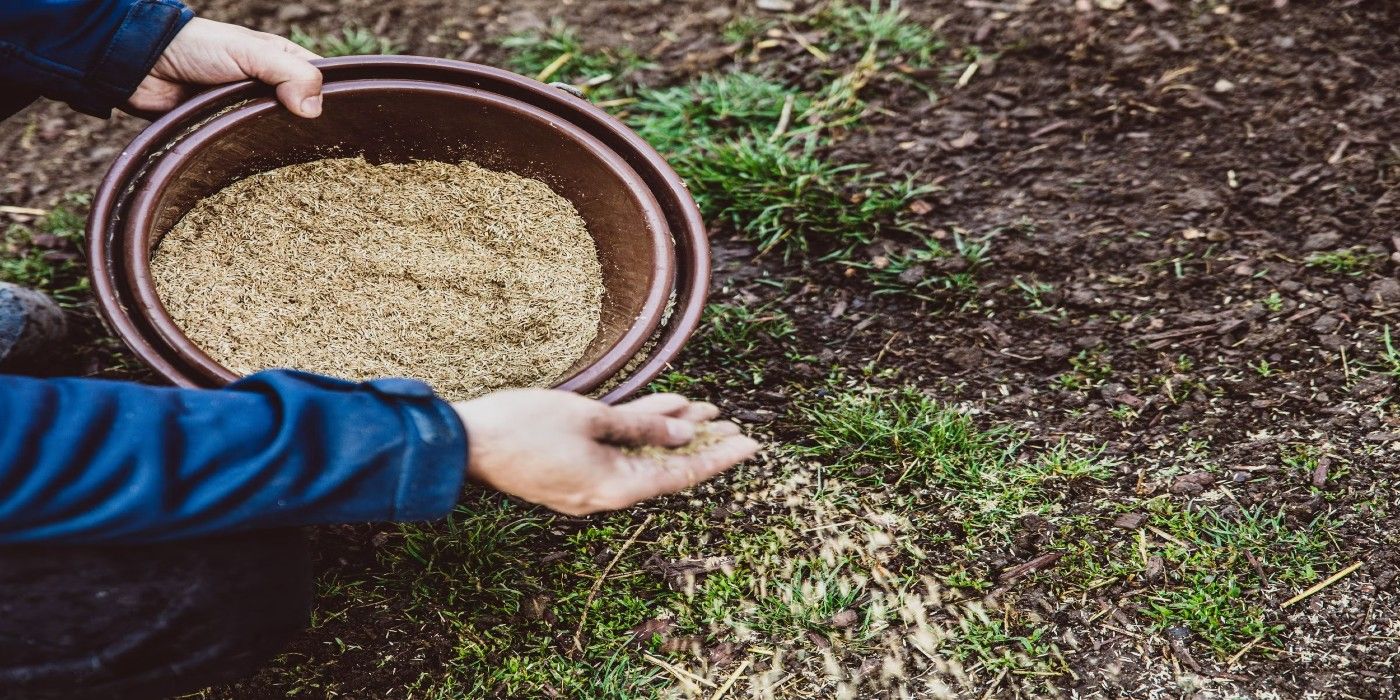 March into Green: Essential Steps For Planting Grass Seeds