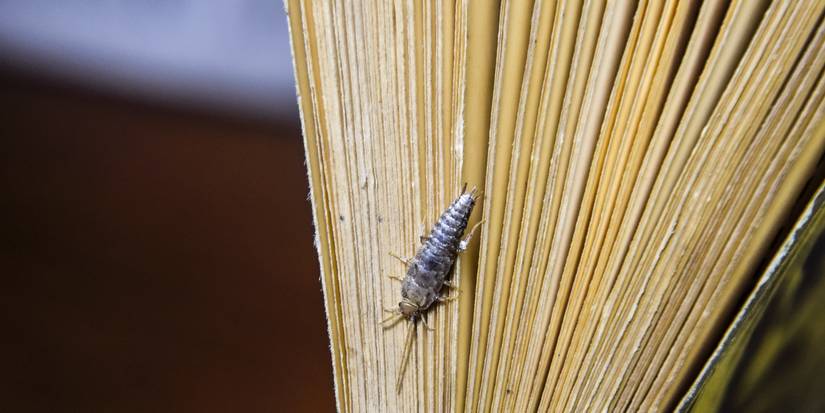 Winter Home Invasion: Guarding Against Common Garden Pests