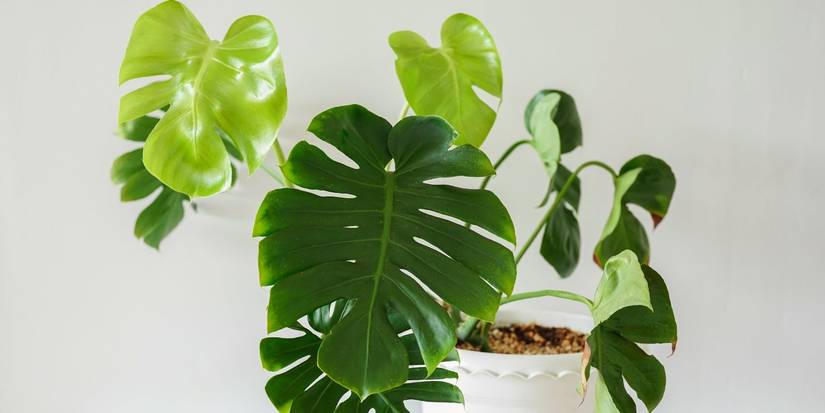 string of hearts succulent plant Large Circle Variegated String of Hearts Trellis Succulent Arrangement main image 0