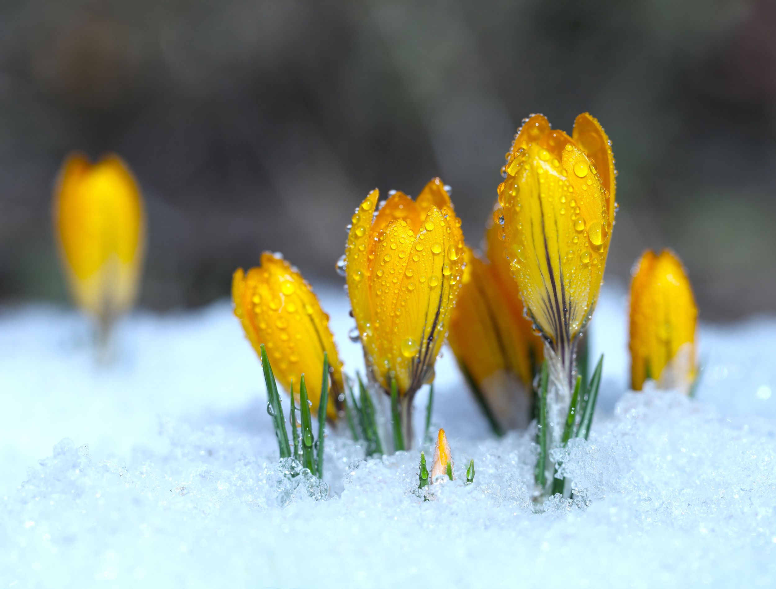 Flowers in Winter: How They Survive and Hardy Cultivars, image size:2500x1900