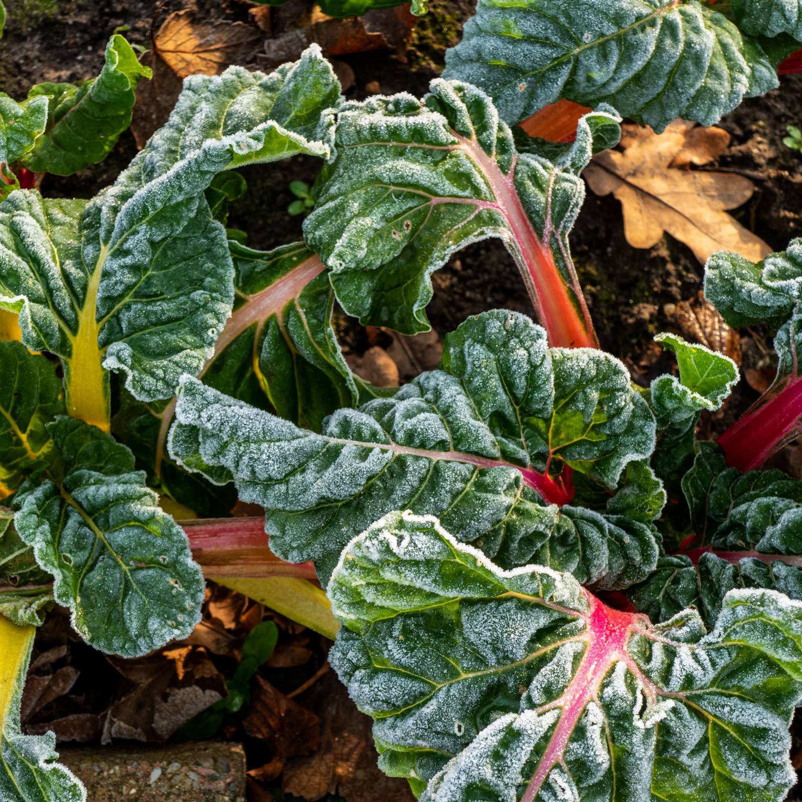 Grow and Care For Swiss Chard in the Garden