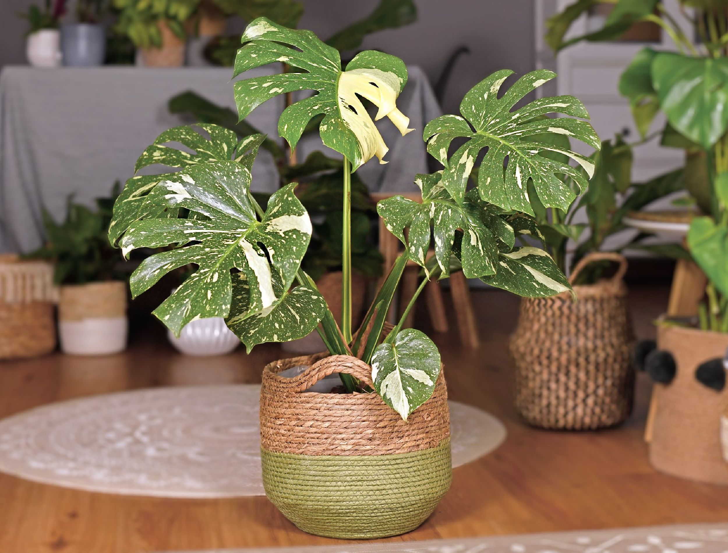 dracaena golden heart care Buy Dracaena fragrans: A Classic Houseplant for Modern Homes
