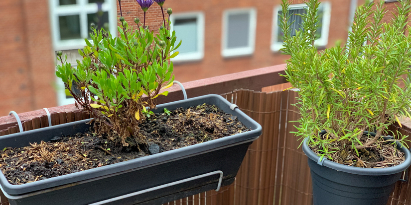 Winter Balcony Ideas for Small Space Gardening: 8 Options
