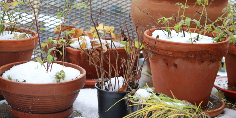 Protecting Outdoor Plants From Winter Storm Damage