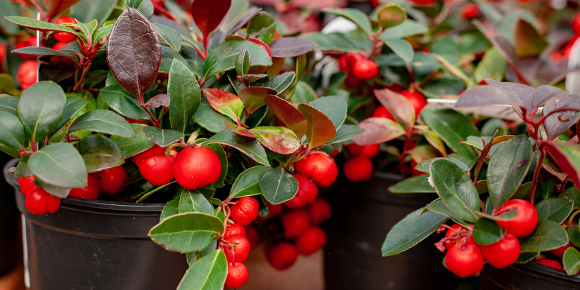 6 Beautiful Berry Bushes to Feature in Your Christmas Decorations