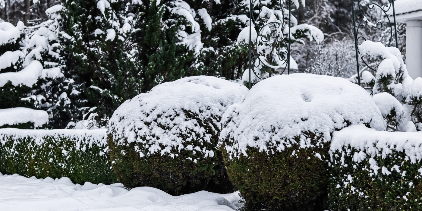 Use Winter Garden Ideas to Create a Dream Backyard