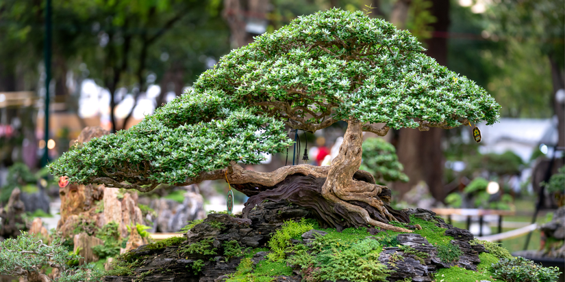 Winter Gardening with Bonsai Trees: Protecting Your Plants