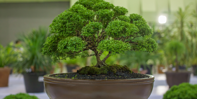 Expensive Trees: 5 of the Most Valuable Tree Species in the World
